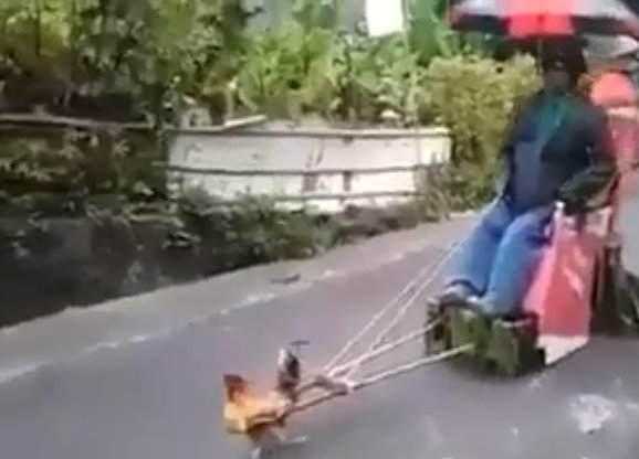 Video 30 Detik Naik Kereta Di Tarik Ayam